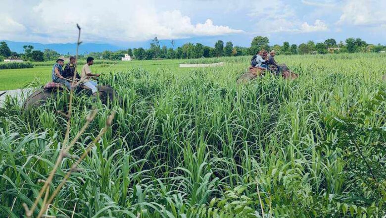 बिहानै देखि उखु बारीमा बाघको खोजी सुरु