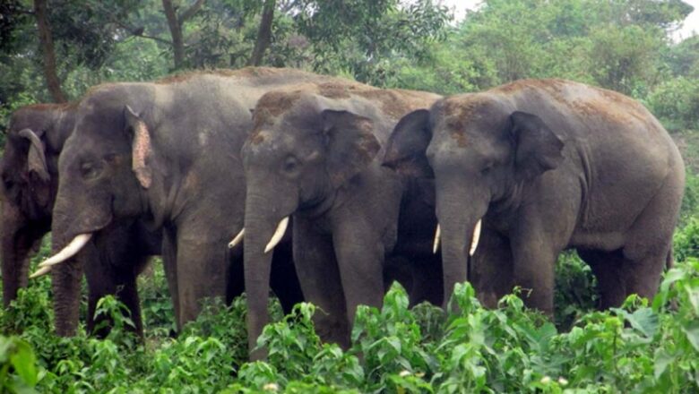 हात्तीको ठुलो बथान बडुवाल टोल पस्यो, हात्तीको आक्रमणको डरले स्थानियहरु त्रसित