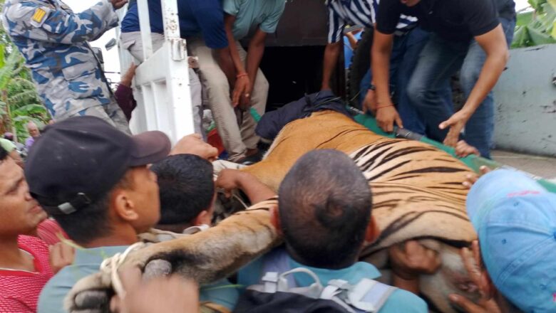 हिराको ज्यान लिने बाघलाई शुक्रबार बिहान नियन्त्रण लिईयो