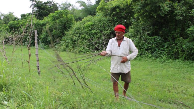 बडुवाल टोलमा जंगली हात्तीको बथानले एकै रातमा झण्डै ३ बिघाहमा लगाएको अन्नवाली स्वाहा