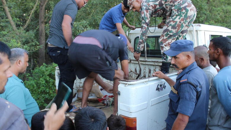 घाईते चित्तलको दोधारा चाँदनीबाट उद्धार