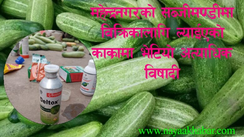 महेन्द्रनगरको सब्जीमण्डीमा विक्रिका लागि ल्याईएका दुई जना कृषकको काक्रा खान अयोग्य, भेटियो ५४ प्रतिशत विषादी