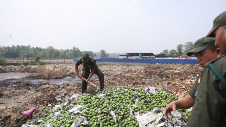 एक व्यवसायीको बाईस क्विन्टलबढि आँप नगरप्रहरीद्धारा नष्ट