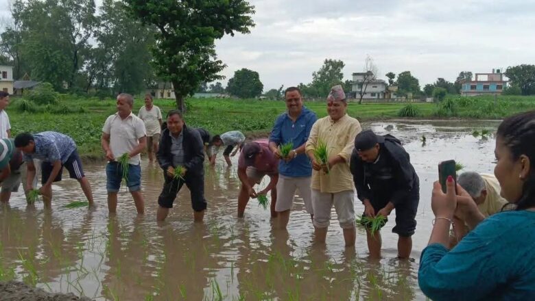 दोधारा चाँदनीमा ७५ प्रतिशत रोपाई सकियो