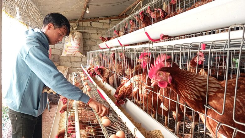 शुक्लाफाटाका धर्मेन्द्र अण्डाबाट मनग्य आम्दानी गर्दै